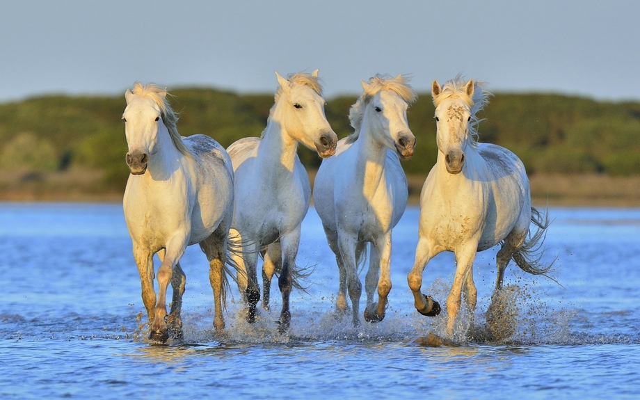 Herde der weißen Camargue Pferde laufen auf dem Wasser