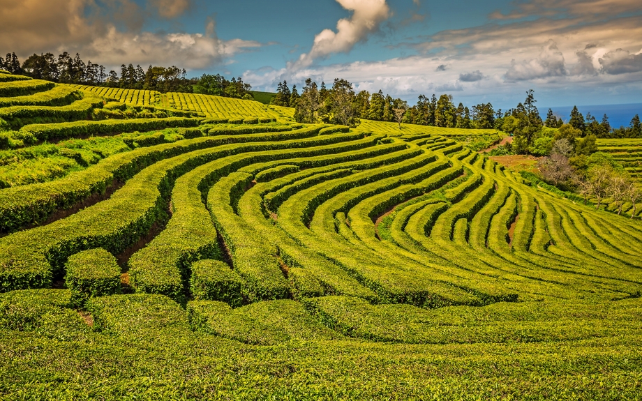 Teeplantage auf São Miguel