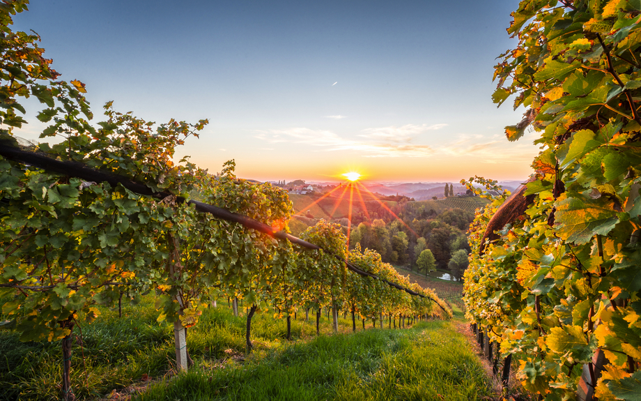 Sonnenaufgang in den Weinbergen in der Steiermark