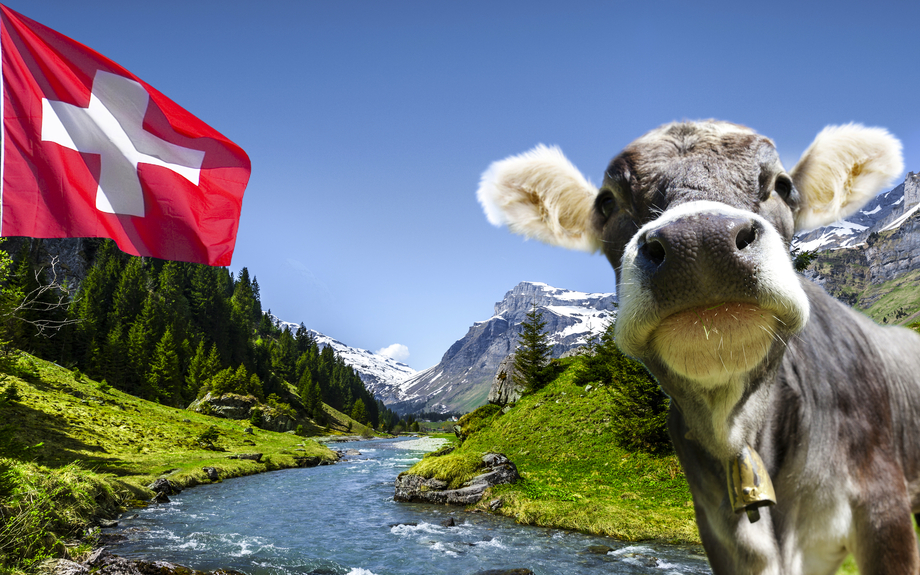 Kuh in den Schweizer Bergen