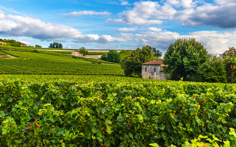 Weinberg Saint-Emilion