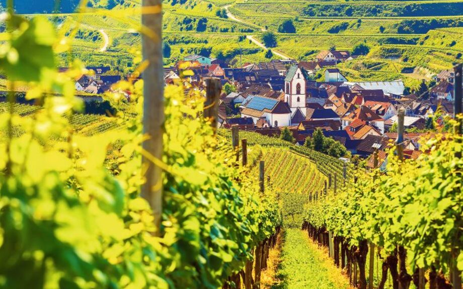 Weinberge im Kaiserstuhl