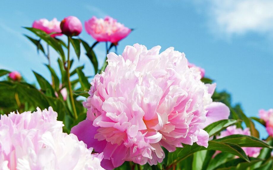 Romantische rosa Pfingstrose