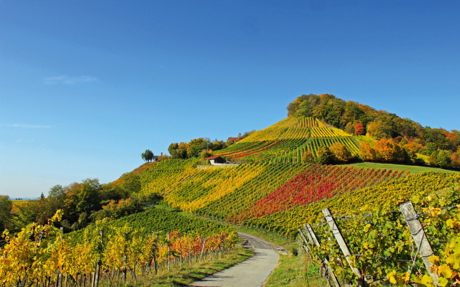 Weinberge Steigerwald
