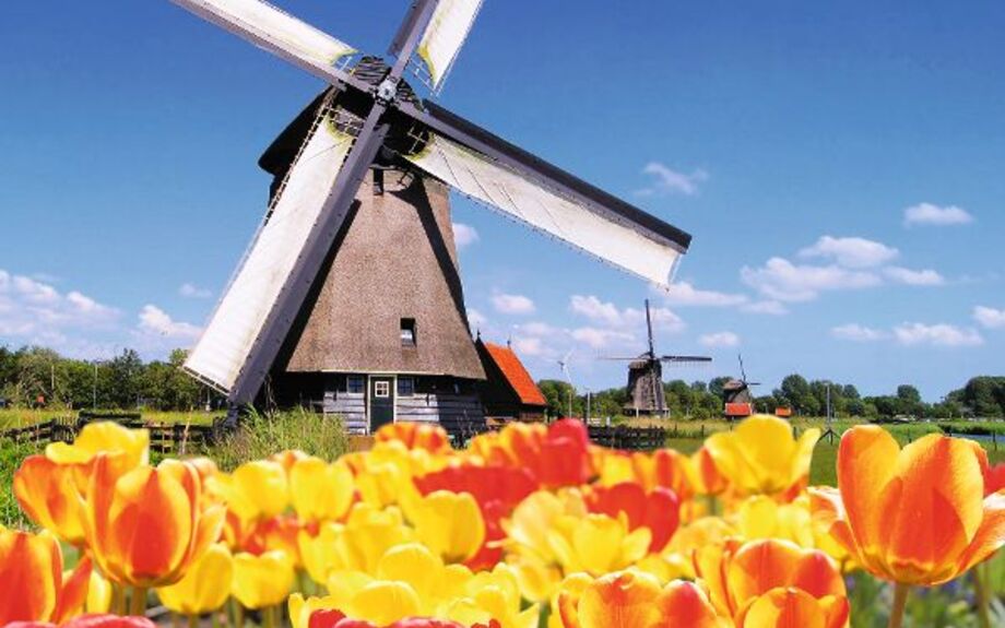 Tulpen vor Windmühle
